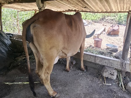 थंबनेल 4