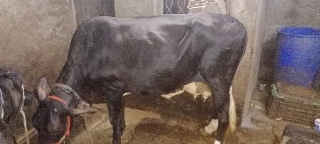 બીજું વેતર