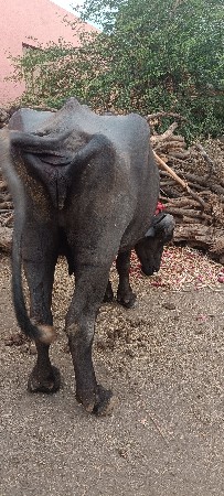 થંબનેલ 2