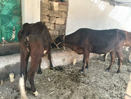 थंबनेल 2