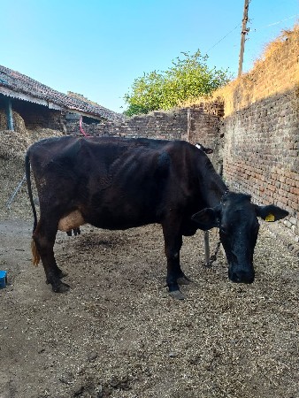 ગાય વેચવાની છે દૂજણી