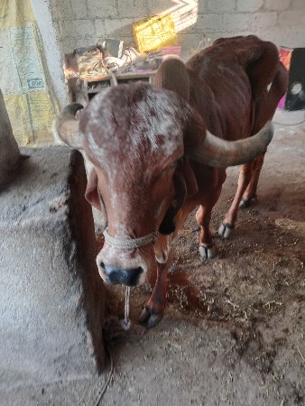 ગીર ગાય દય દેવાની છે.