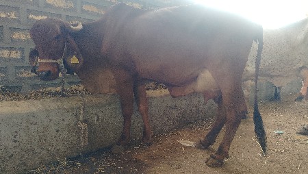 10 વયાણે લી છે એક ટેમ નુ દુધ 5