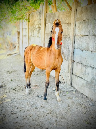 ghodo 10 mahi na no che