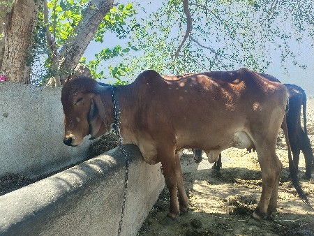 थंबनेल 2