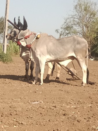 વઢિરા વેચવાના છે