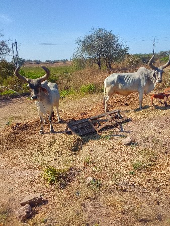 થંબનેલ 3