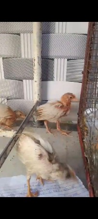 કોકરેલ બચ્ચાં 1 મહિના ના