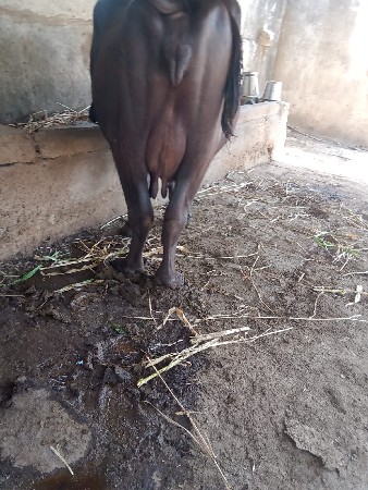 थंबनेल 2