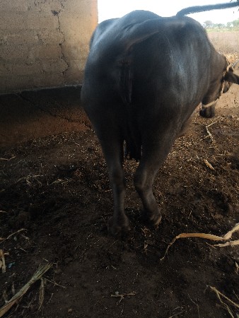 ભેંસ વેચવાની છે