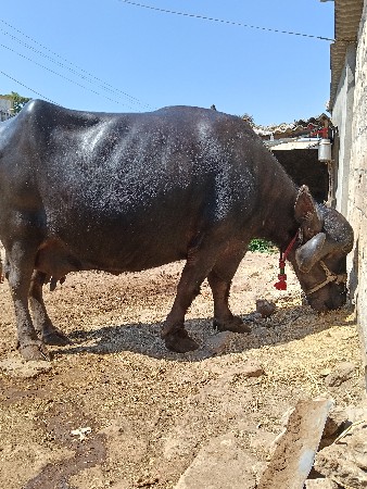 ભેંસ વેચવાની છે