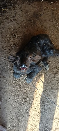 ભેંસ વેચવાની છે