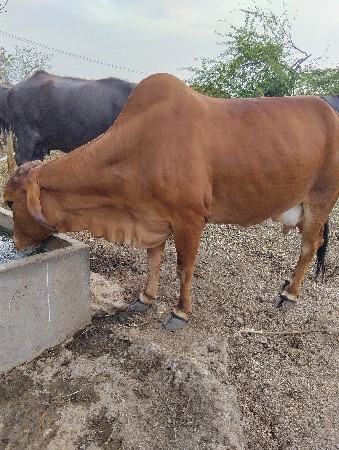 थंबनेल 3