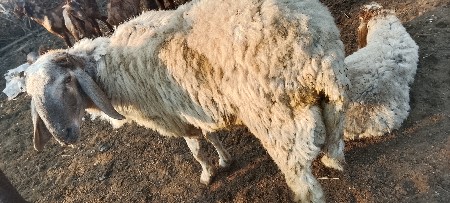 थंबनेल 3