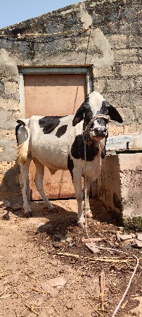 થંબનેલ 2