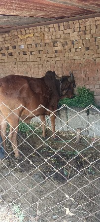 આ ગાય  વેચવાની છે