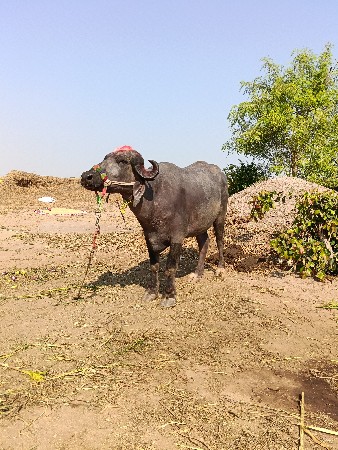 थंबनेल 2