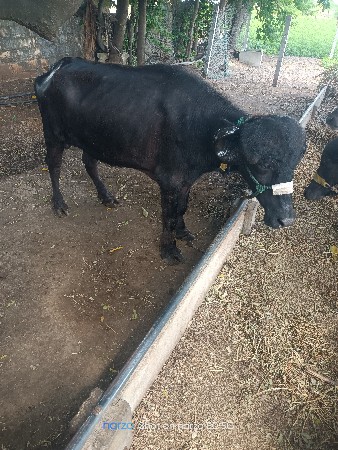 ખડેલિ વેસવાનિ છે