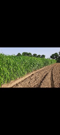 વાઢવાળી જુવાર નું બિયારણ