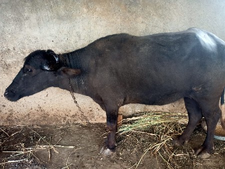 થંબનેલ 2