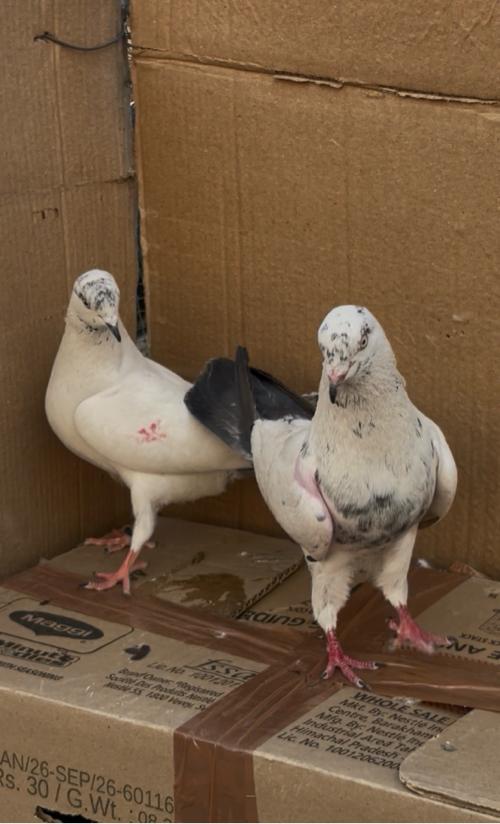 કલ્પરા કલદુમાં