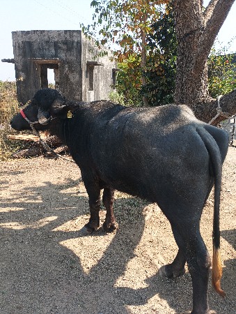 વેચવાની છે