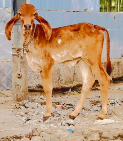 थंबनेल 3