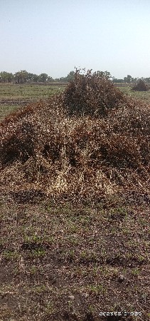 જુવાર અને બાજરી નો છારો
