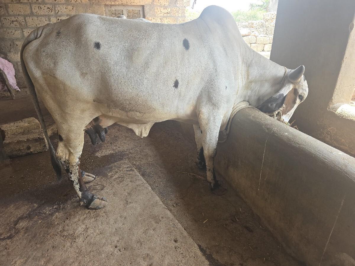 ગાય વેસવા ની છે