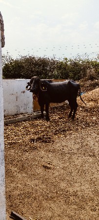 વેચવાની