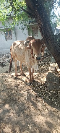 બળદ વેસવાના છે