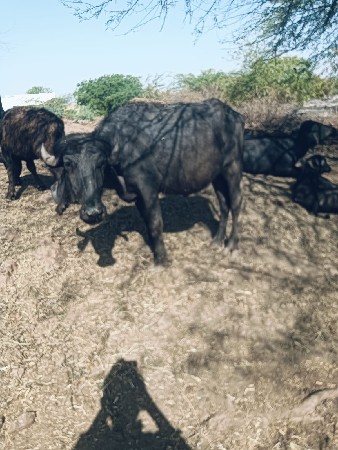 થંબનેલ 2