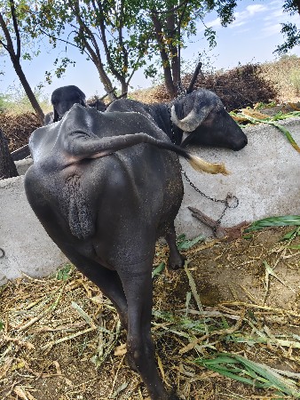 વેચવાની છે