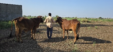 થંબનેલ 2