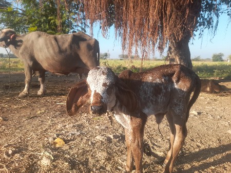 ગાયવેચવાનીછે4થુવેતર