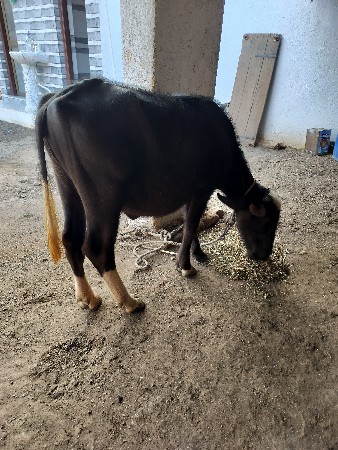 13 મહીનાનીછે