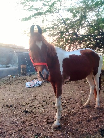 ઘોળી વેચવાની છે