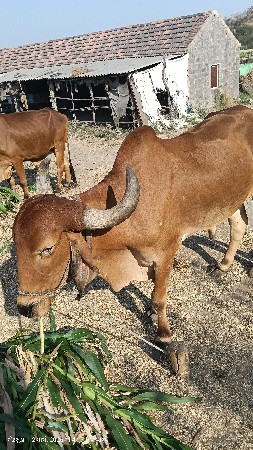 થંબનેલ 3