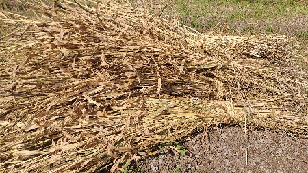 જવાર ના પુરા વેસવાના છે
