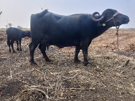 ભેંસ વેચવાની છે