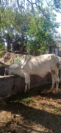 થંબનેલ 3