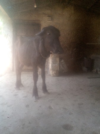 પાડી વેચવાની છે