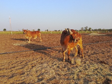 બળદેવ વેચવાના છે