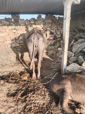 ભેંસ વેચવાની છે