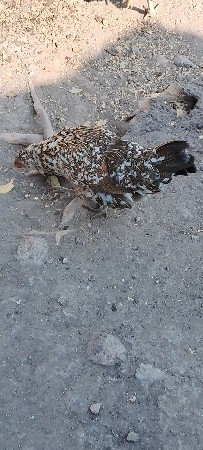 દેસી કુકઙી