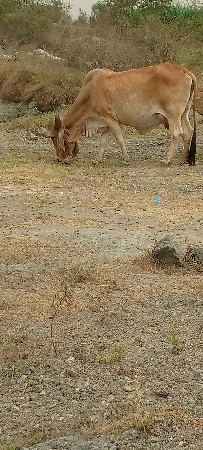 ગાય વેચવાની છે