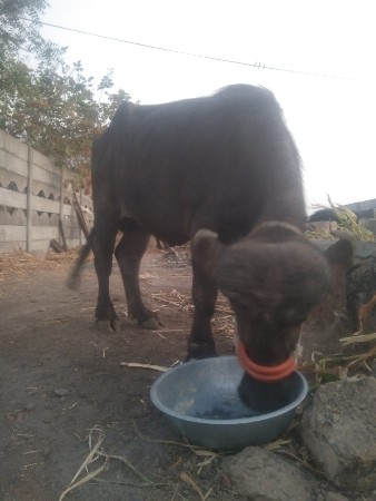 પાડો વેચવાનો છે