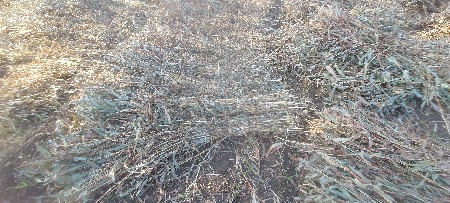 🌾જુવાર નો ચારો