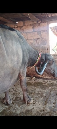 थंबनेल 3