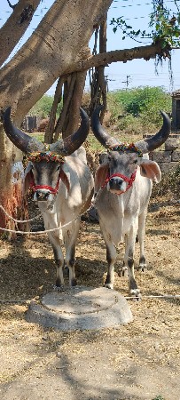 ભરત વેચવાના છે